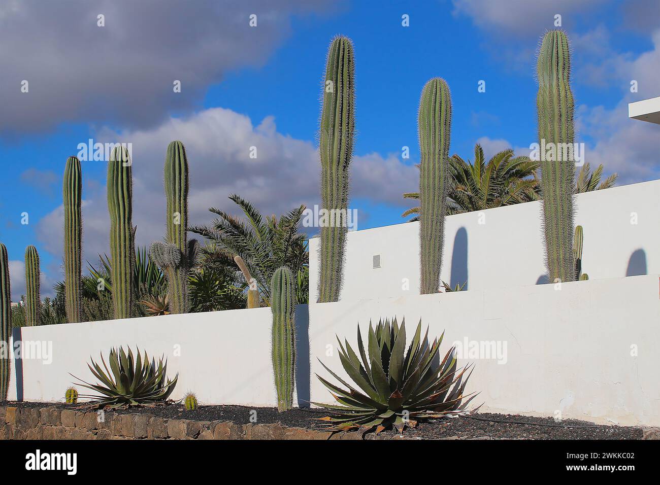 Water-save landscaping design of a front yard with cacti and agaves (Tenerife, Spain) Stock Photo