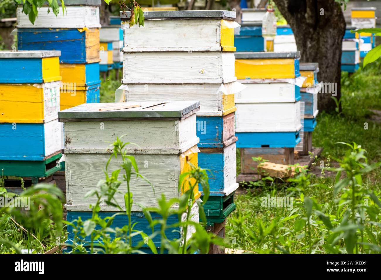 Beehives in the garden. Amidst the blossoms and foliage of summer ...