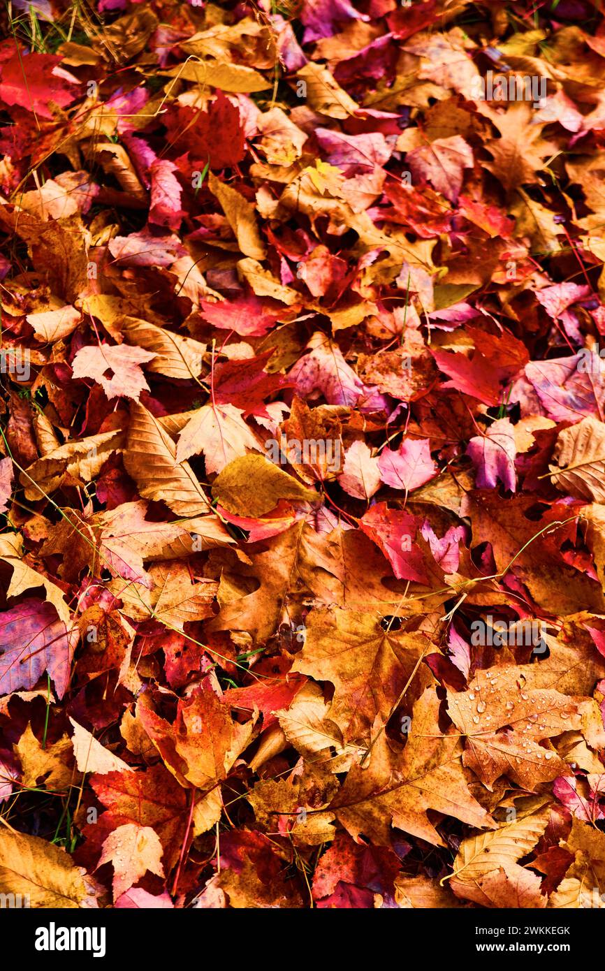 Close up red leaves hi-res stock photography and images - Alamy