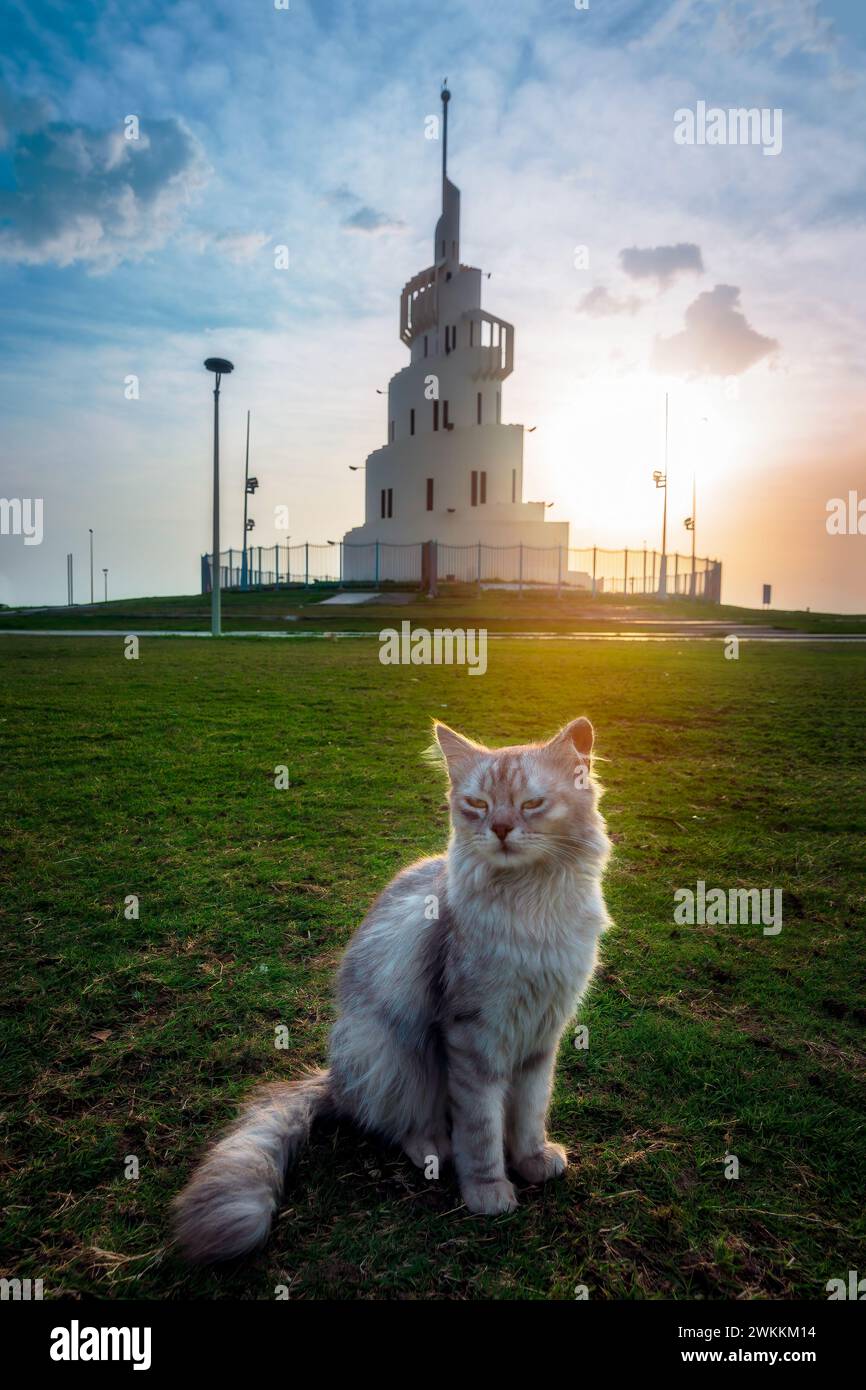 Beautiful cat against the stunning sunrise backdrop on Marjan Island