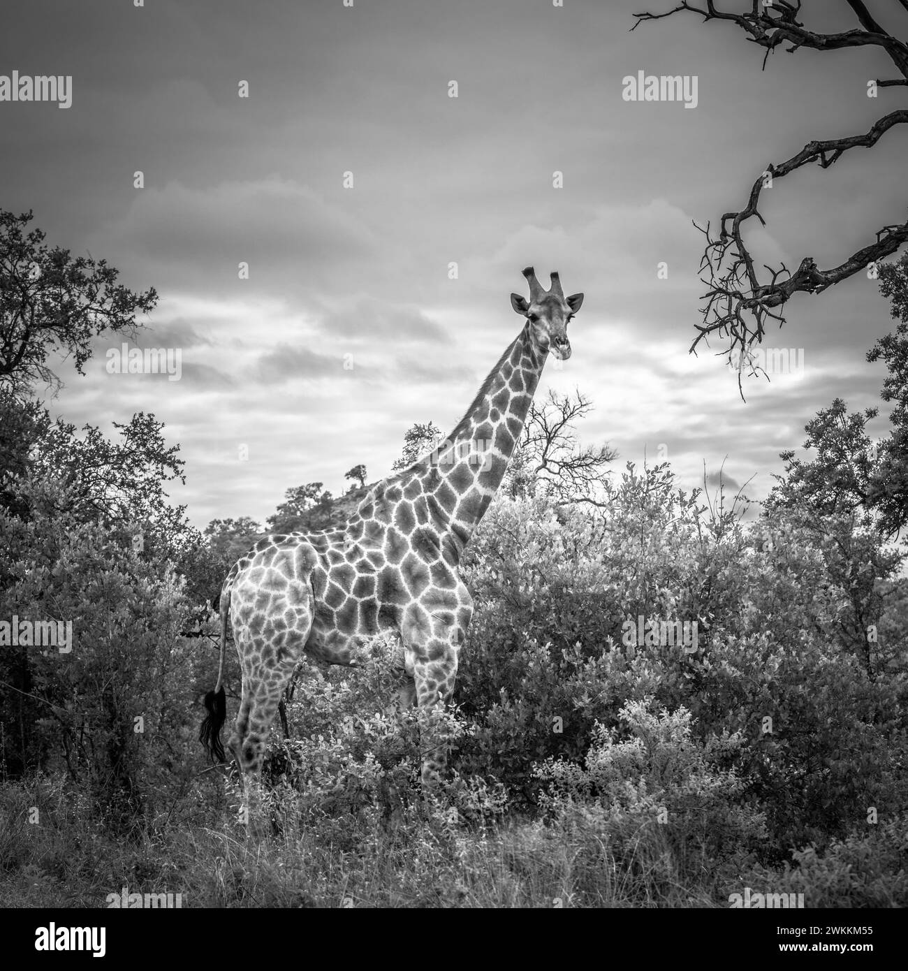 Black and white image of a giraffe Stock Photo Alamy