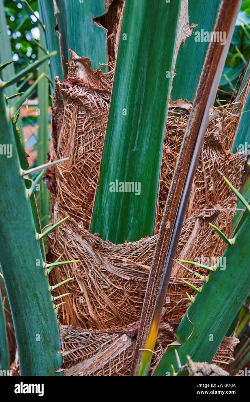 Textured Plant Trunk and Rigid Green Leaves Close-Up Stock Photo - Alamy