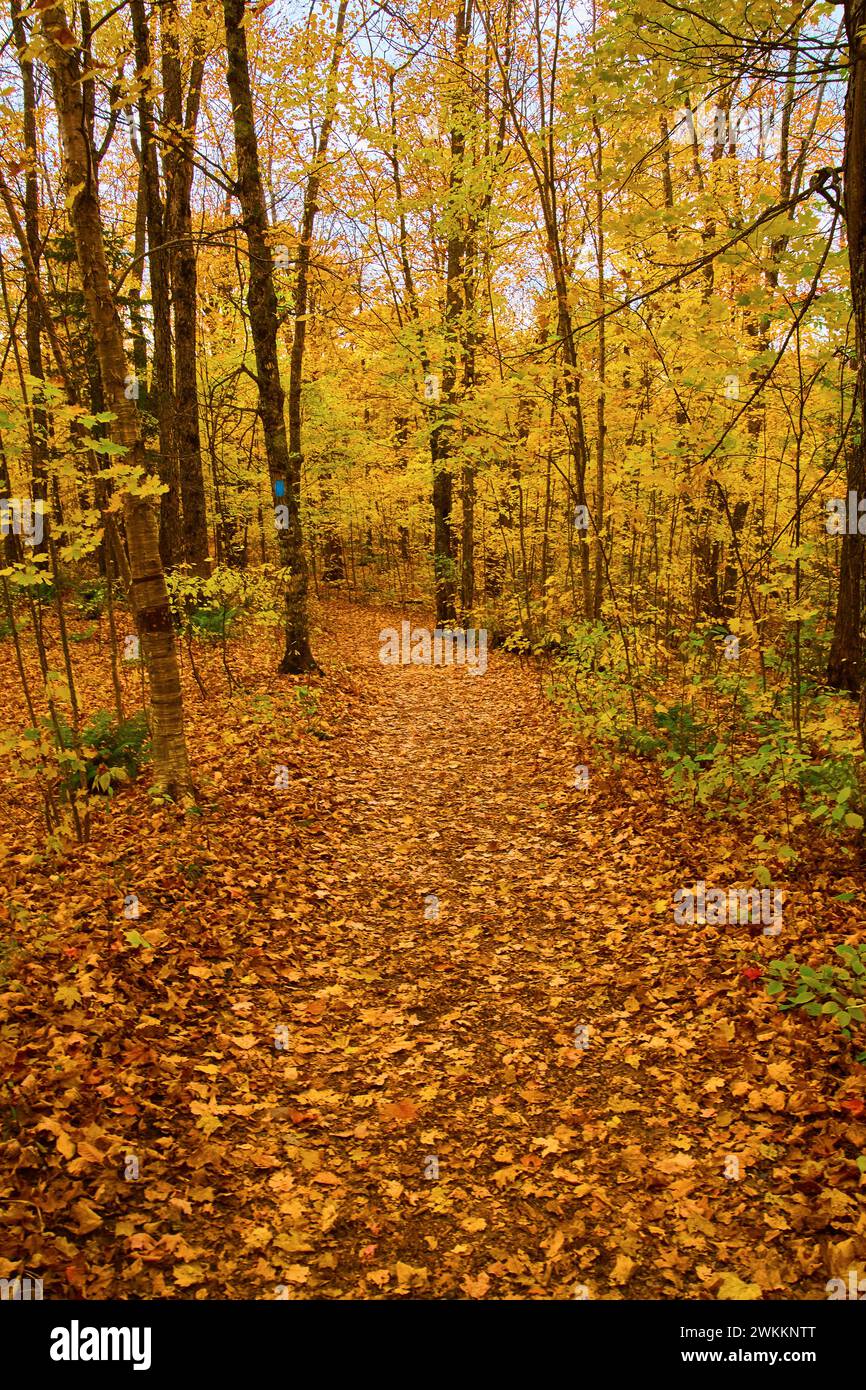 Walking in forest fallen trees hi-res stock photography and images - Alamy