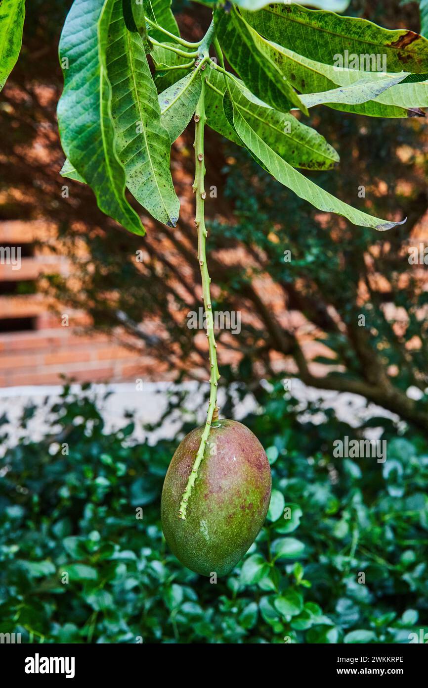Mango Treeview Mango tree fruit hi-res stock photography and images - Alamy
