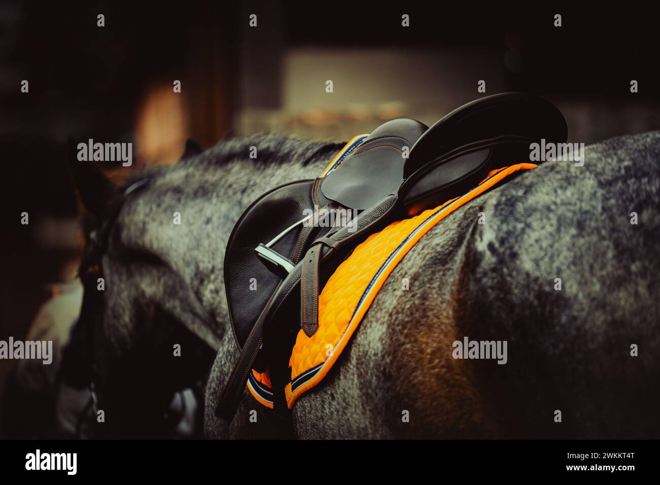 On a dark evening, a grey horse is seen wearing a leather saddle, with an orange saddlecloth. This is a scene from an equestrian sport or horse riding Stock Photo