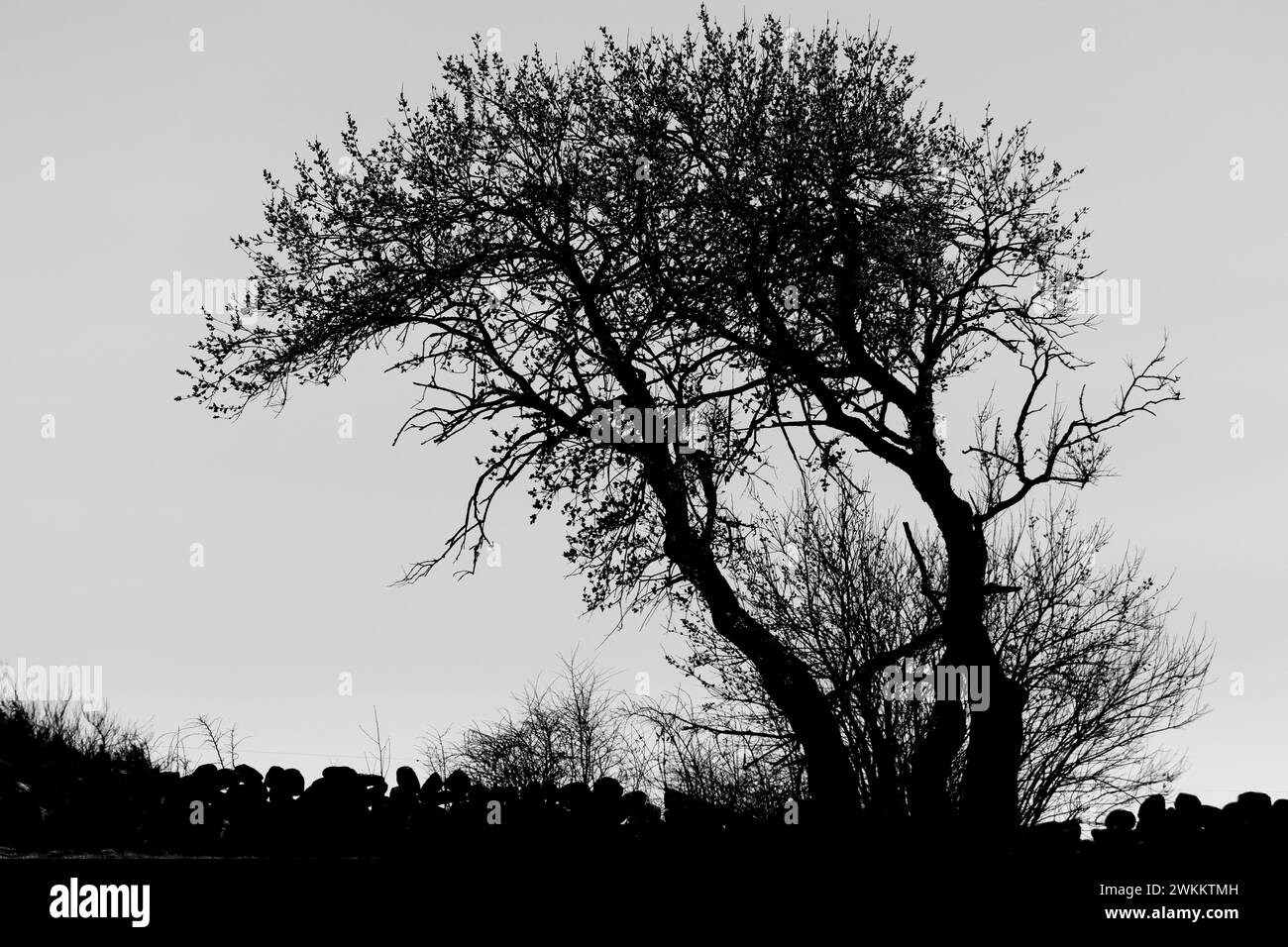 Tree silhouette detail Black and White Stock Photos & Images - Alamy