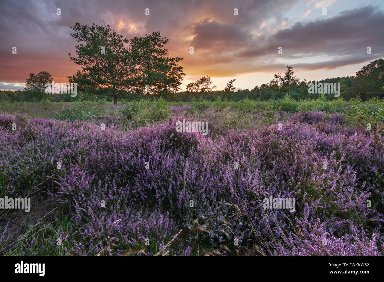 Purple Heather at sunset on Bucklebury Common, Upper Bucklebury, near Newbury, Berkshire, England, United Kingdom, Europe Stock Photo