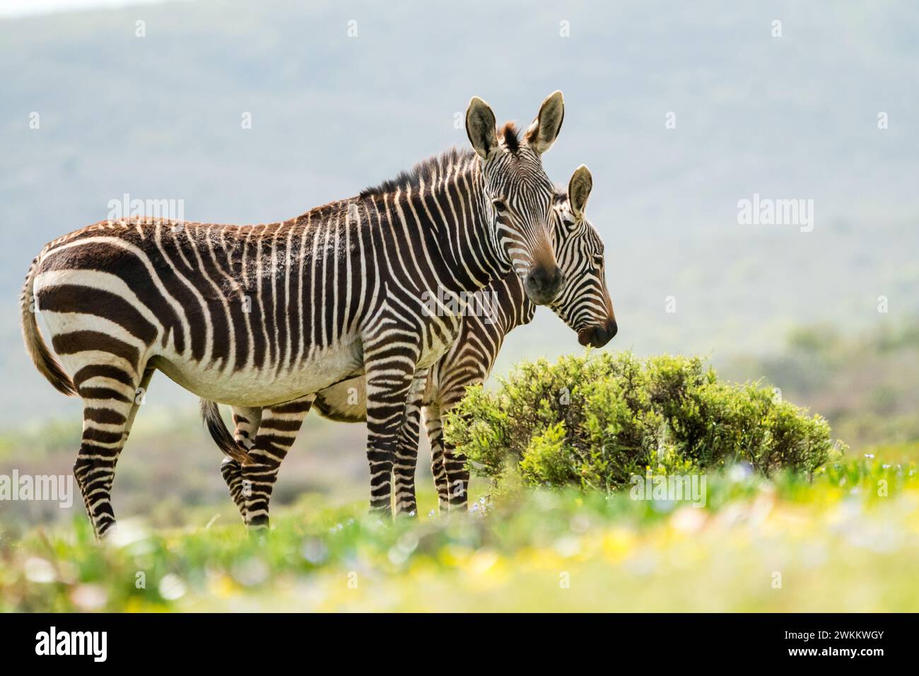 Cape mountain zebra pair (Equus zebra zebra) looking at camera, close