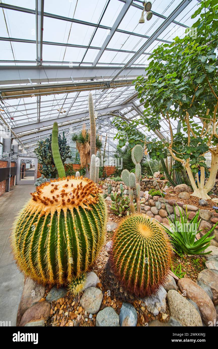 Indoor Cactus Garden Display at Matthaei Botanical Gardens Stock Photo ...