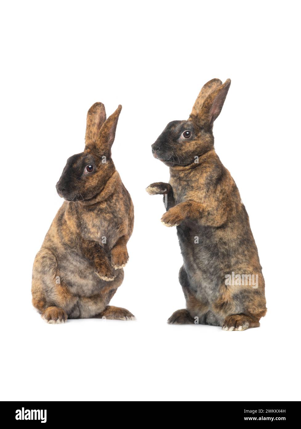 two standing brown rabbit isolated on a white background Stock Photo ...