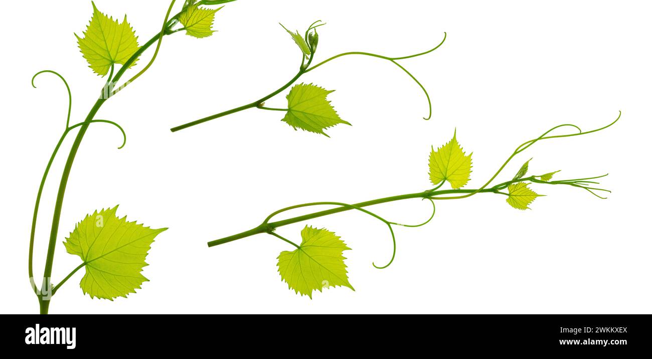 Set of grapevines with green leaves on white background. Vine sprig. Nature decor.  Beautiful floral design elements, for prints and patterns. Stock Photo
