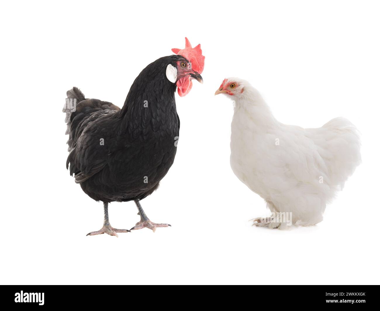 Black and white chicken isolated on a white background Stock Photo - Alamy