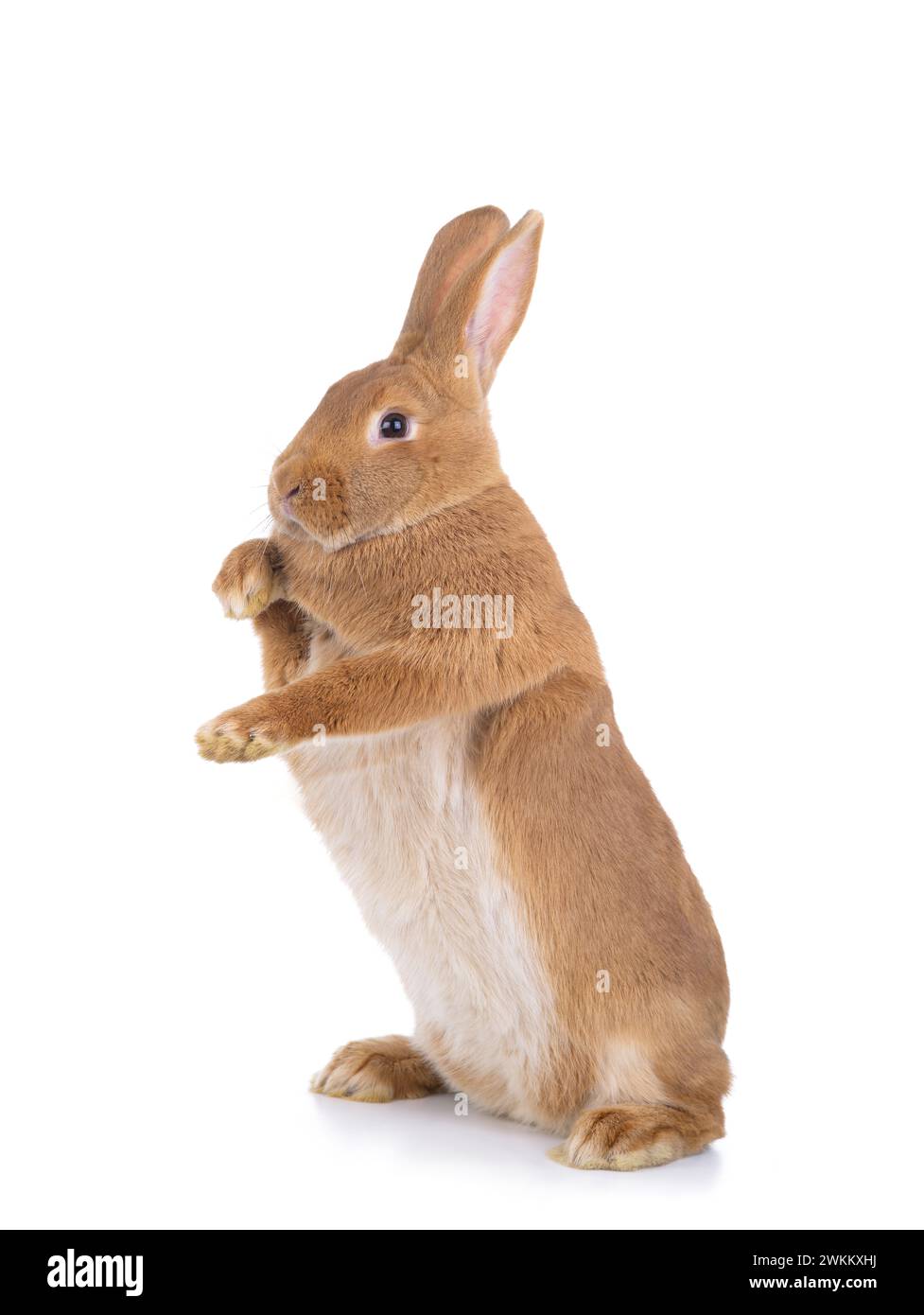 Brown rabbit stands on its hind legs on a white background Stock Photo ...