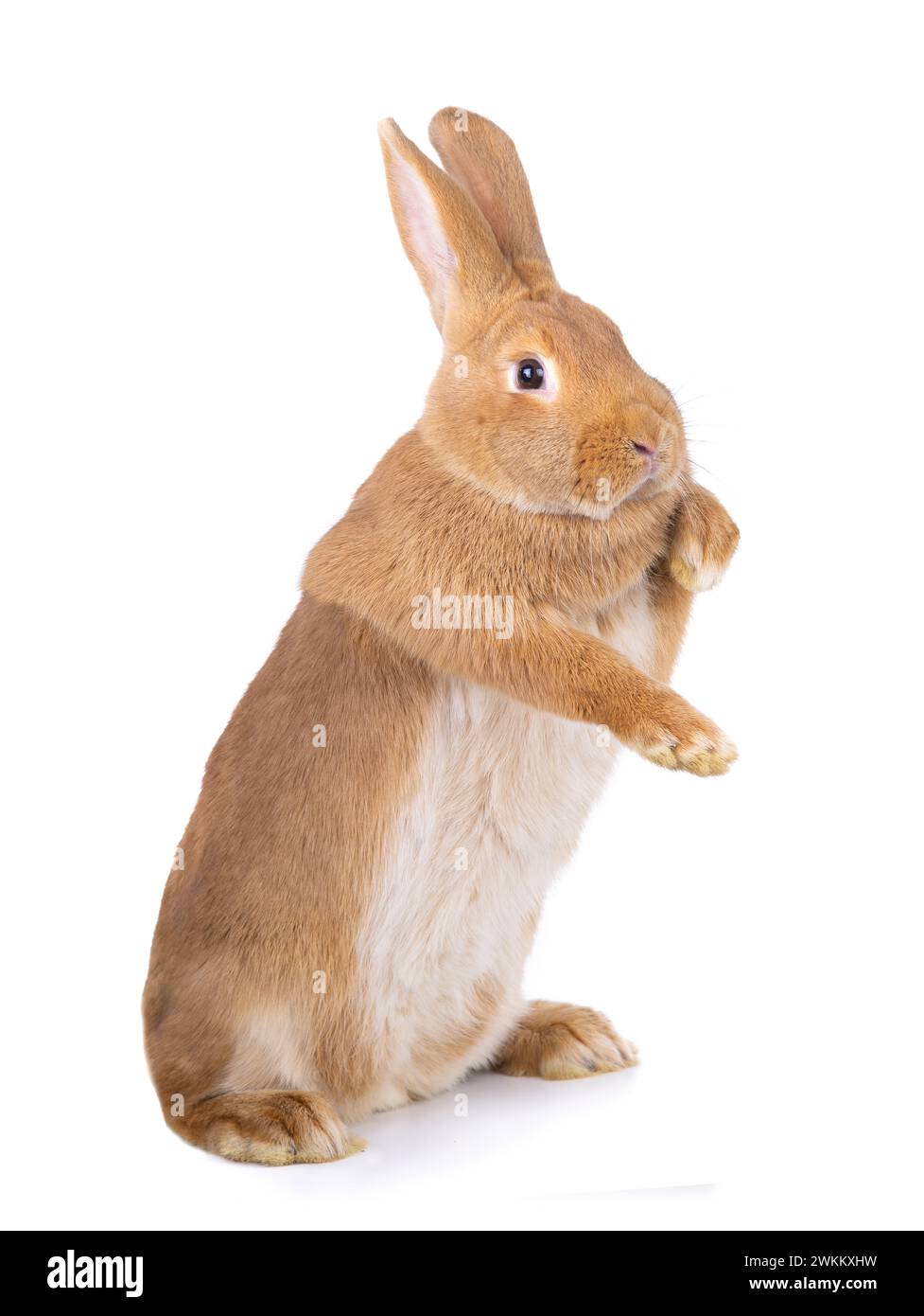 Brown rabbit stands on its hind legs on a white background Stock Photo ...