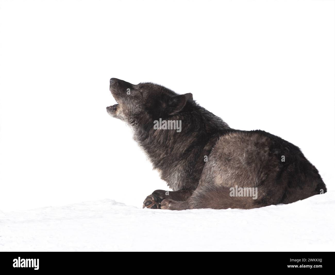 A howling black wolf lies on white snow. Stock Photo