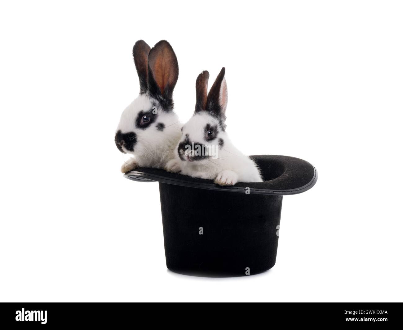 two rabbit sits in a black hat on a white background Stock Photo - Alamy