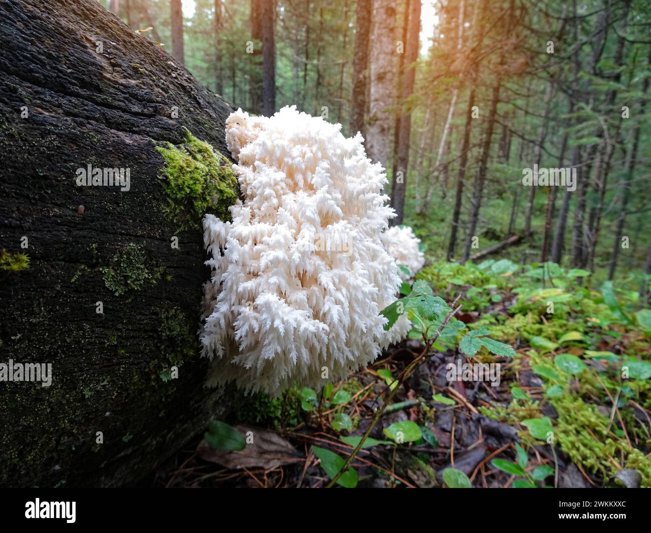 Coral tooth fungus (Hericium coralloides) on a dead tree trunk. Unusual saprotrophic fungus. Stock Photo