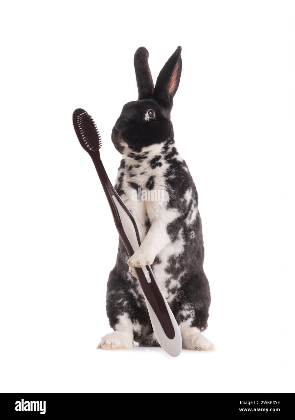 Standing rabbit black and white with a brush in its paws isolated on a ...