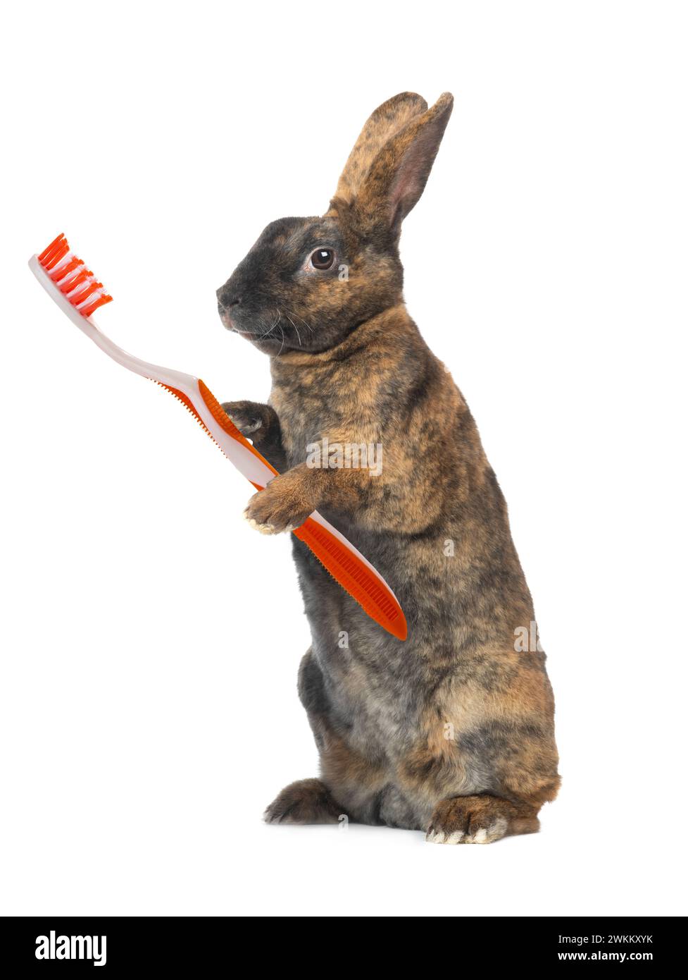 Standing brown rabbit with toothbrush orange paws brush isolated on a ...