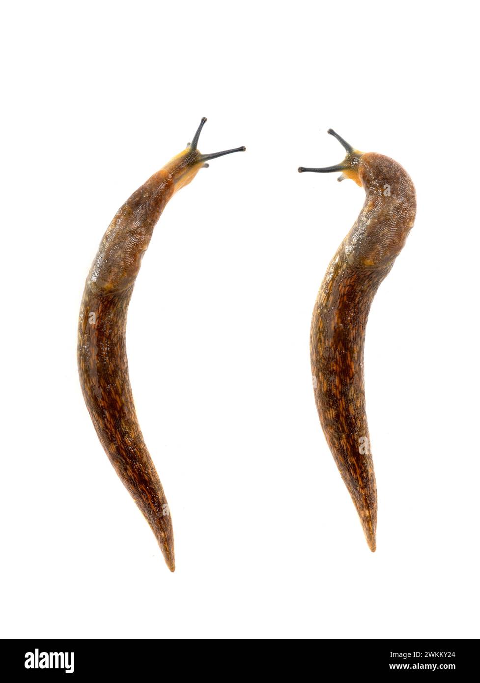 two semi-slugs isolated on white background. Stock Photo