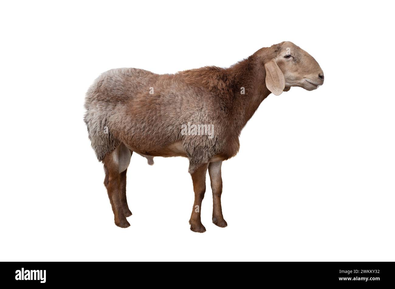 sheep breed isolated on white background.(Hissar thick tail breed) Stock Photo