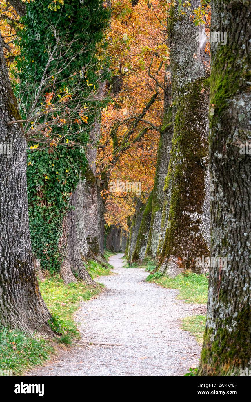 Autumn scenic with oak trees of a shady alley Stock Photo