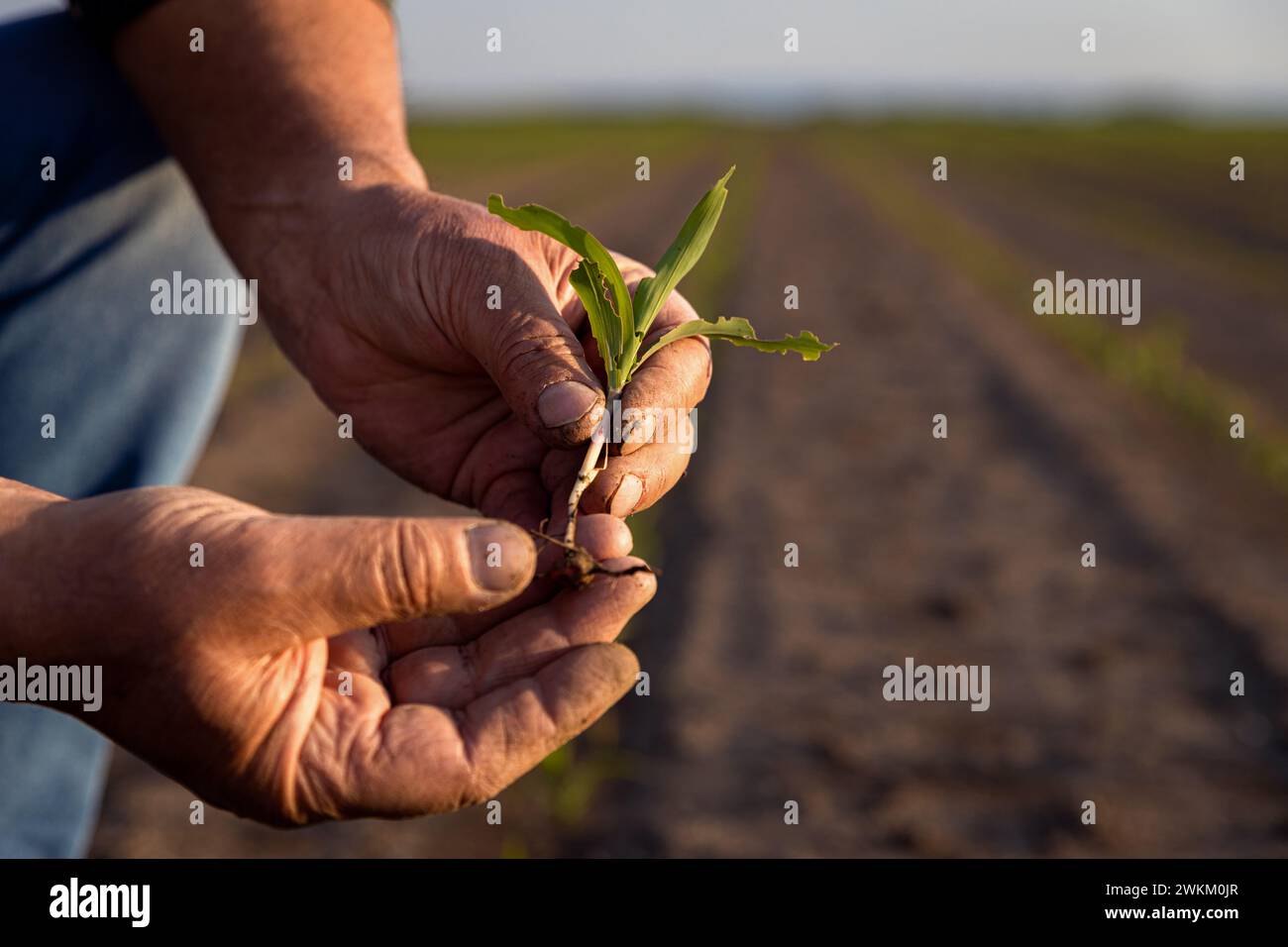 Close up of senior farmer hands showing problem with corn crop at field ...