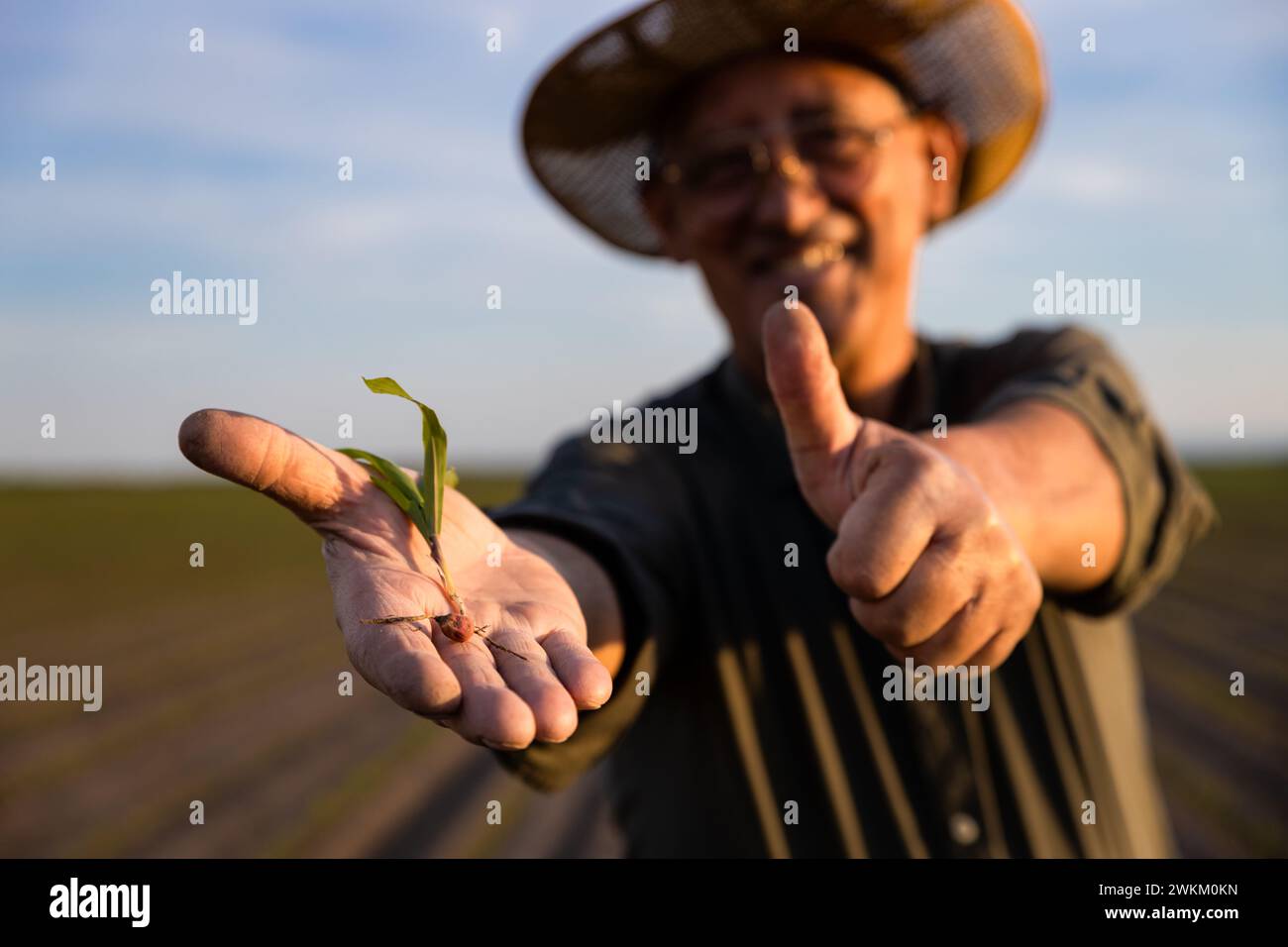Senior farmer standing in corn field showing crop and thumbs up Stock ...