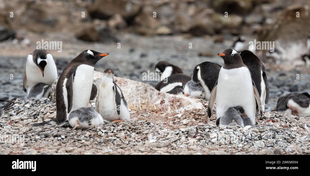 Gentoo penguins with cute fluffy little chicks on Brown Bluff, Antarctica. Stock Photo