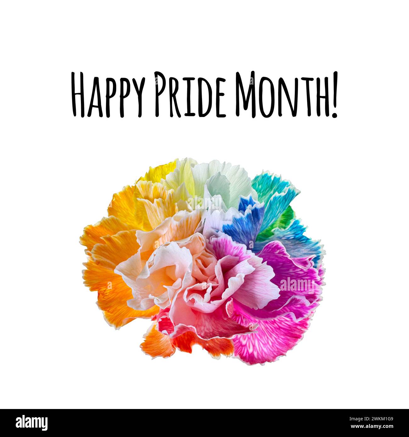 Rainbow Colored Carnation With Happy Pride Month Text Stock Photo