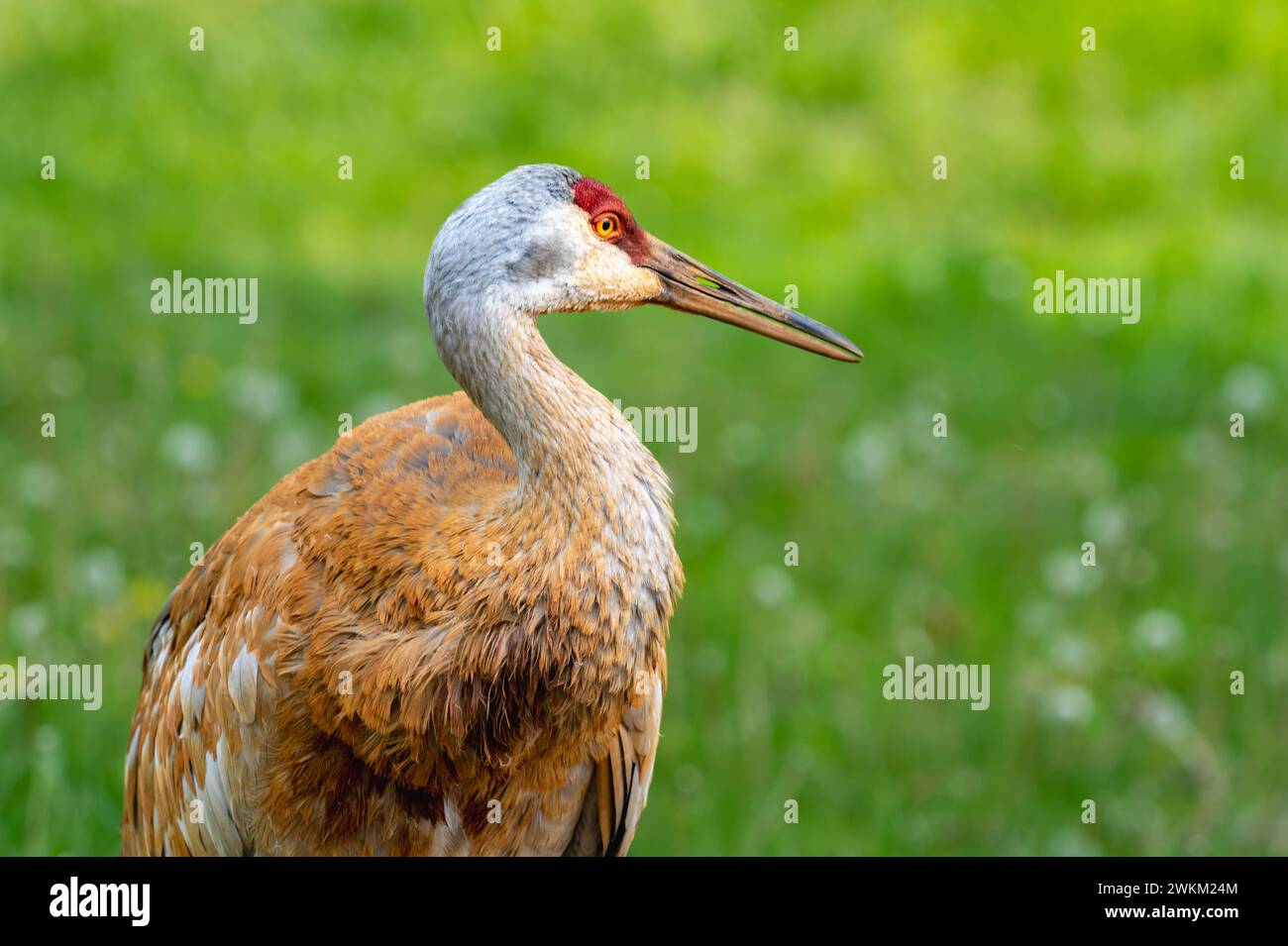 Close-up of a Sandhill crane (Grus canadensis), Kensington Metropark, near Milford, Michigan Stock Photo