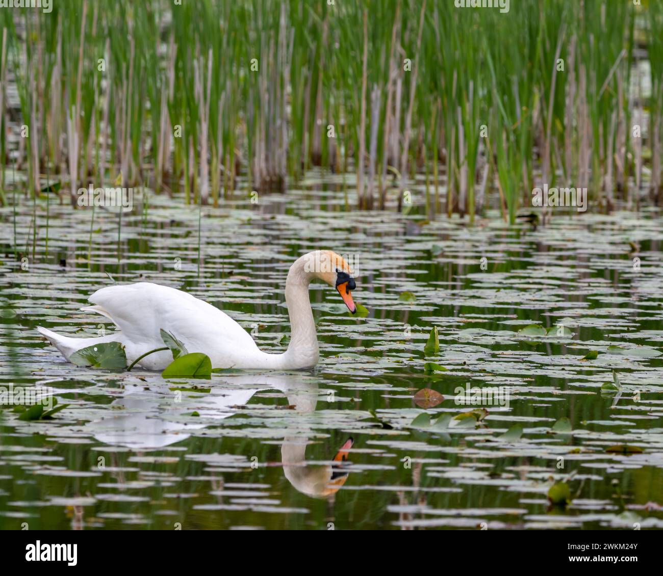 Mute Swan swimming, Kensington Metropark, near Milford, Michigan Stock Photo