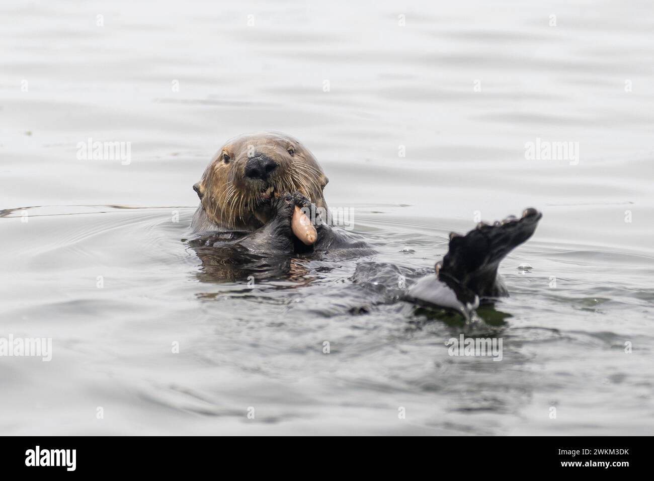 Wildlife and sea otters seals while kayaking the Elkhorn Slough by Moss