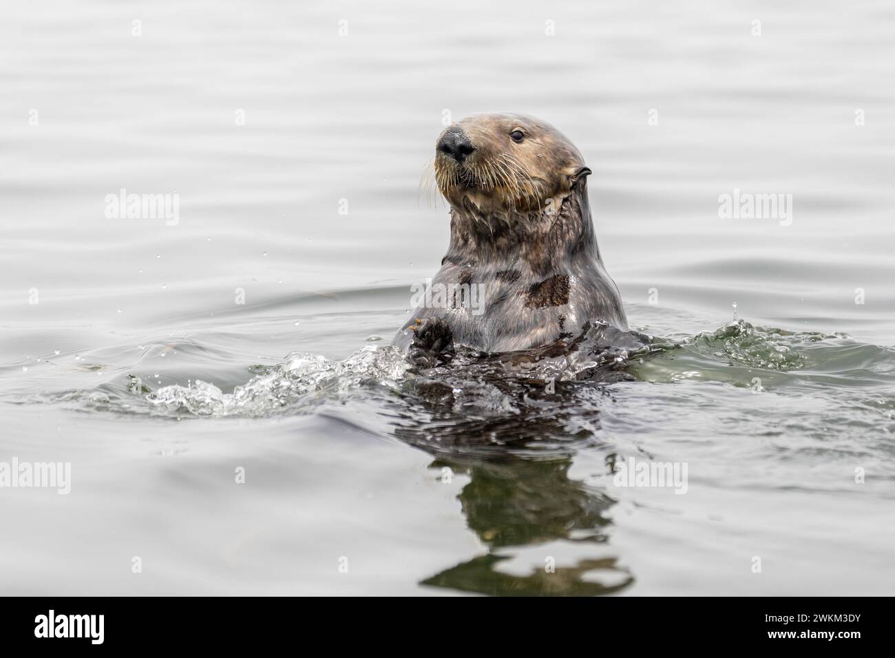 Wildlife and sea otters seals while kayaking the Elkhorn Slough by Moss