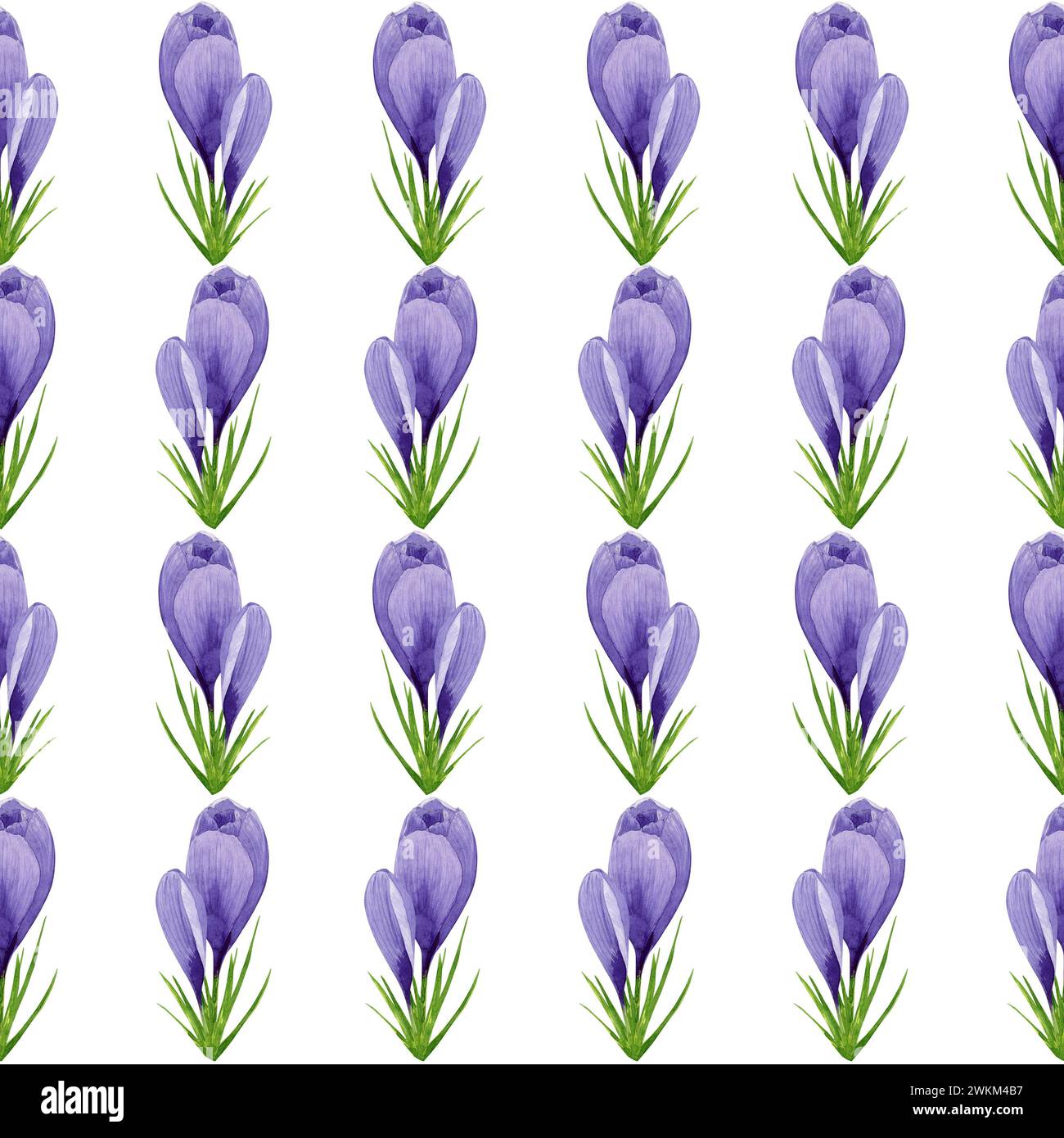 Watercolor purple crocuses seamless pattern, spring flowers digital paper on white background. Hand painted floral illustration. For textile design Stock Photo