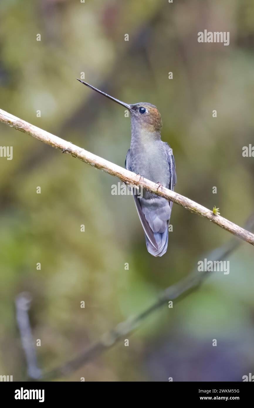 Green Fronted Lancebill taken in Colombia South America Stock Photo