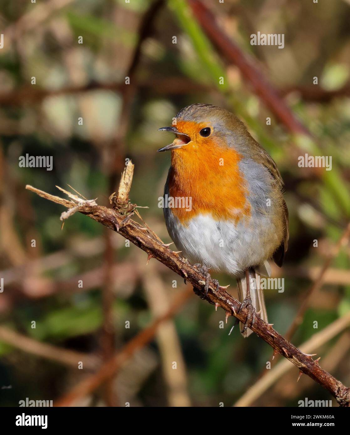 Oxford Island National Nature Reserve, Oxford Island, Lough Neagh, County Armagh, Northern Ireland, UK. 21st Feb 2024. UK weather - a pleasant day with long sunny spells and blue sky. A robin perched on a thorn singing and trilling in the warm winter sunshine. Credit: CAZIMB/Alamy Live News. Stock Photo