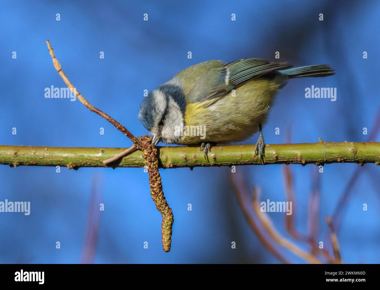 Oxford Island National Nature Reserve, Oxford Island, Lough Neagh, County Armagh, Northern Ireland, UK. 21st Feb 2024. UK weather - a pleasant day with long sunny spells and blue sky. A blue-tit feeding on a catkin. Credit: CAZIMB/Alamy Live News. Stock Photo