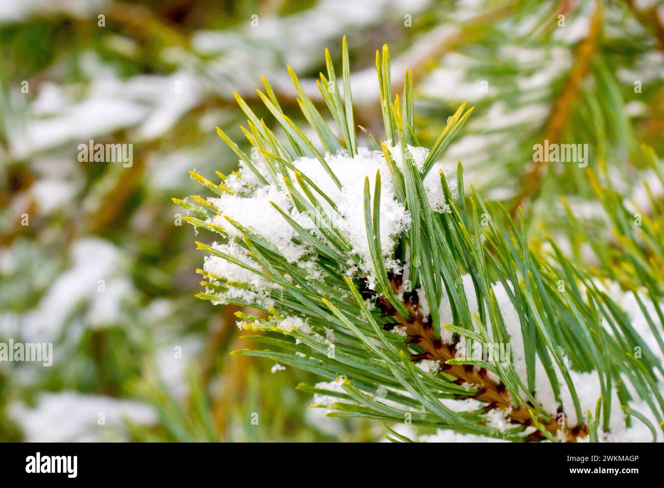 Scot's Pine (pinus sylvestris), close up of a branch of the tree showing the green needles covered in snow and isolated from the background. Stock Photo