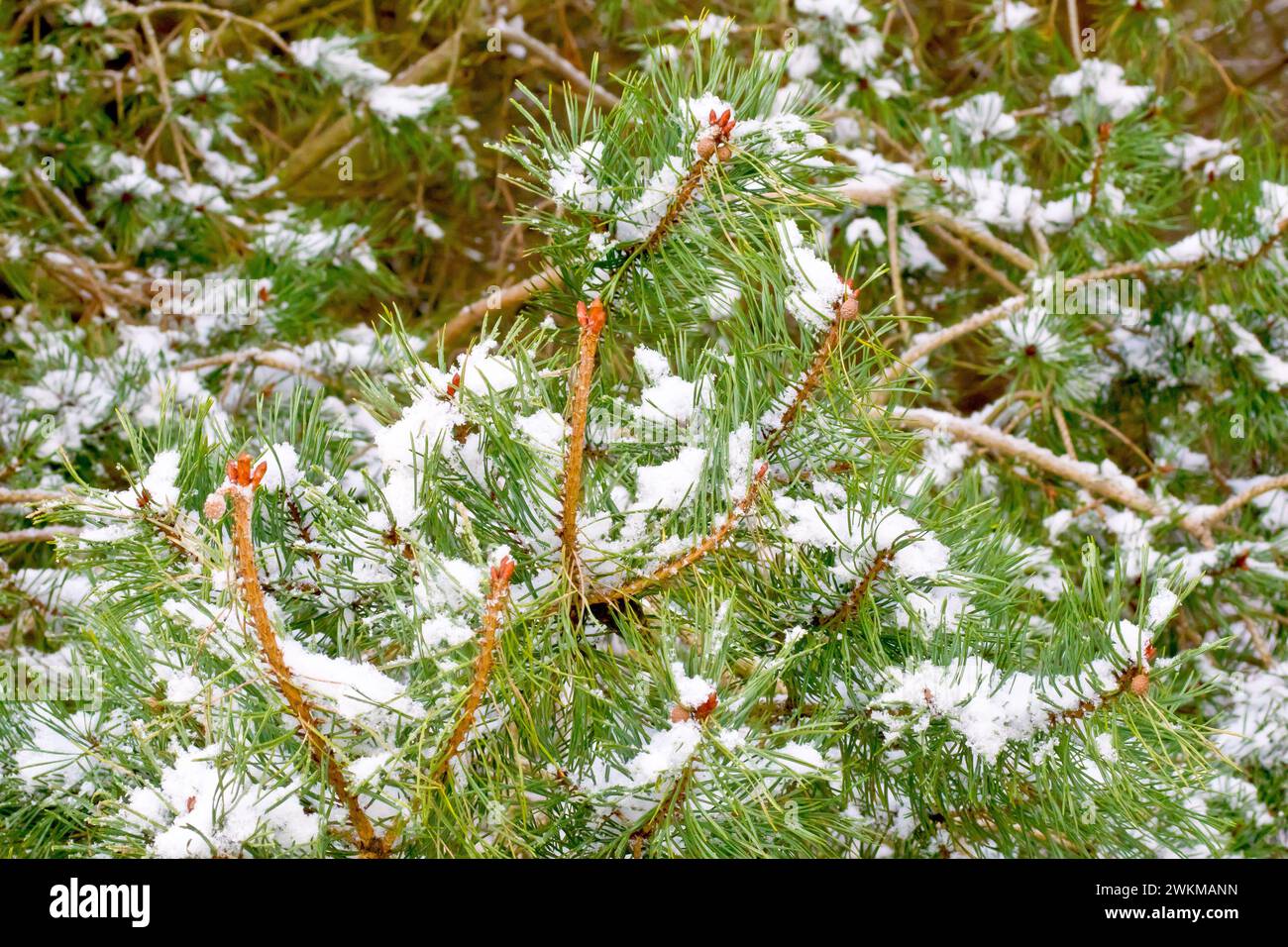 Scot's Pine (pinus sylvestris), close up showing branches of the tree with the green needles or foliage covered in snow. Stock Photo