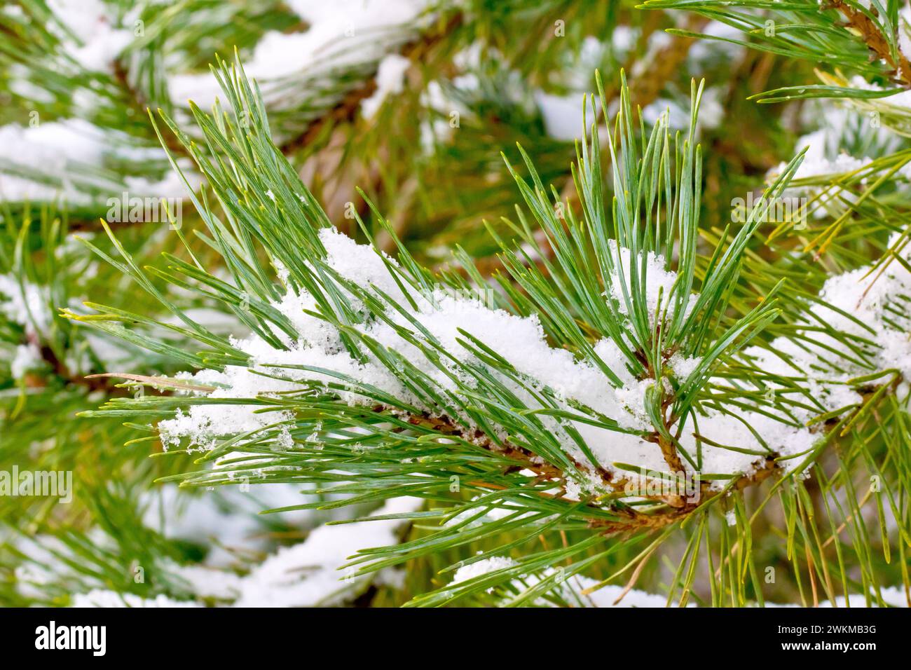 Scot's Pine (pinus sylvestris), close up of a branch of the tree showing the green needles or foliage of the tree covered in snow. Stock Photo
