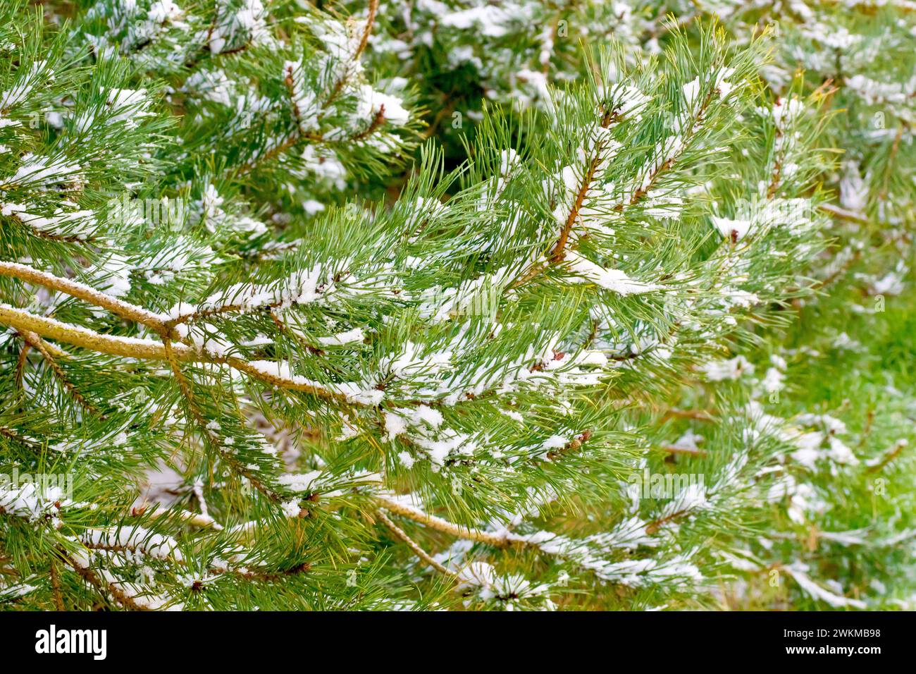 Scot's Pine (pinus sylvestris), close up showing branches of the tree with the green needles or foliage covered in snow. Stock Photo