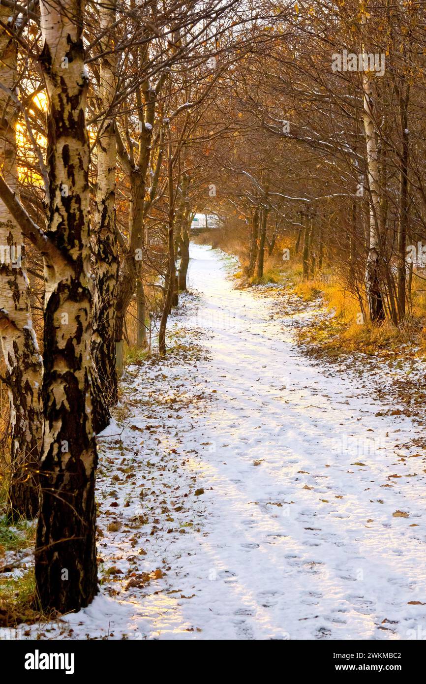 A snow covered path cutting through the edge of a small piece of woodland lit by the last rays of a setting sun during the winter. Stock Photo