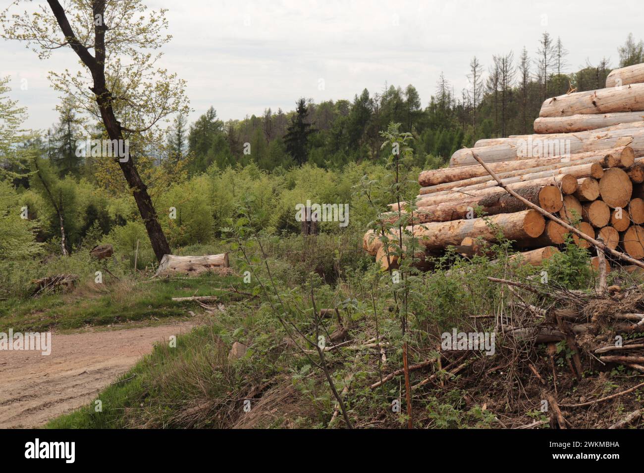 Wald im Taunus Stock Photo