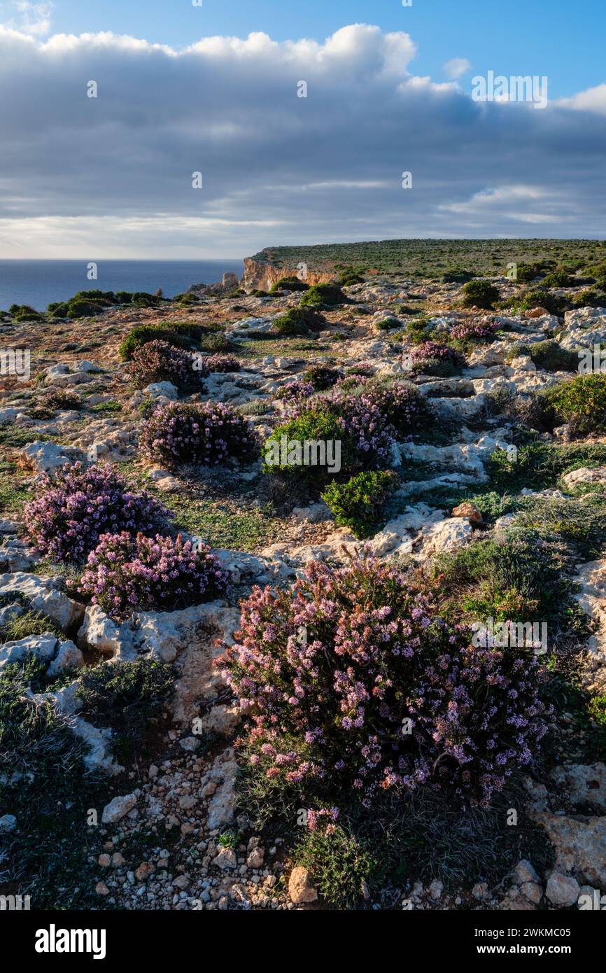 Heather growing on the limestone garrigue at Il-Majjistral Nature and History Park near Golden Bay, Malta Stock Photo