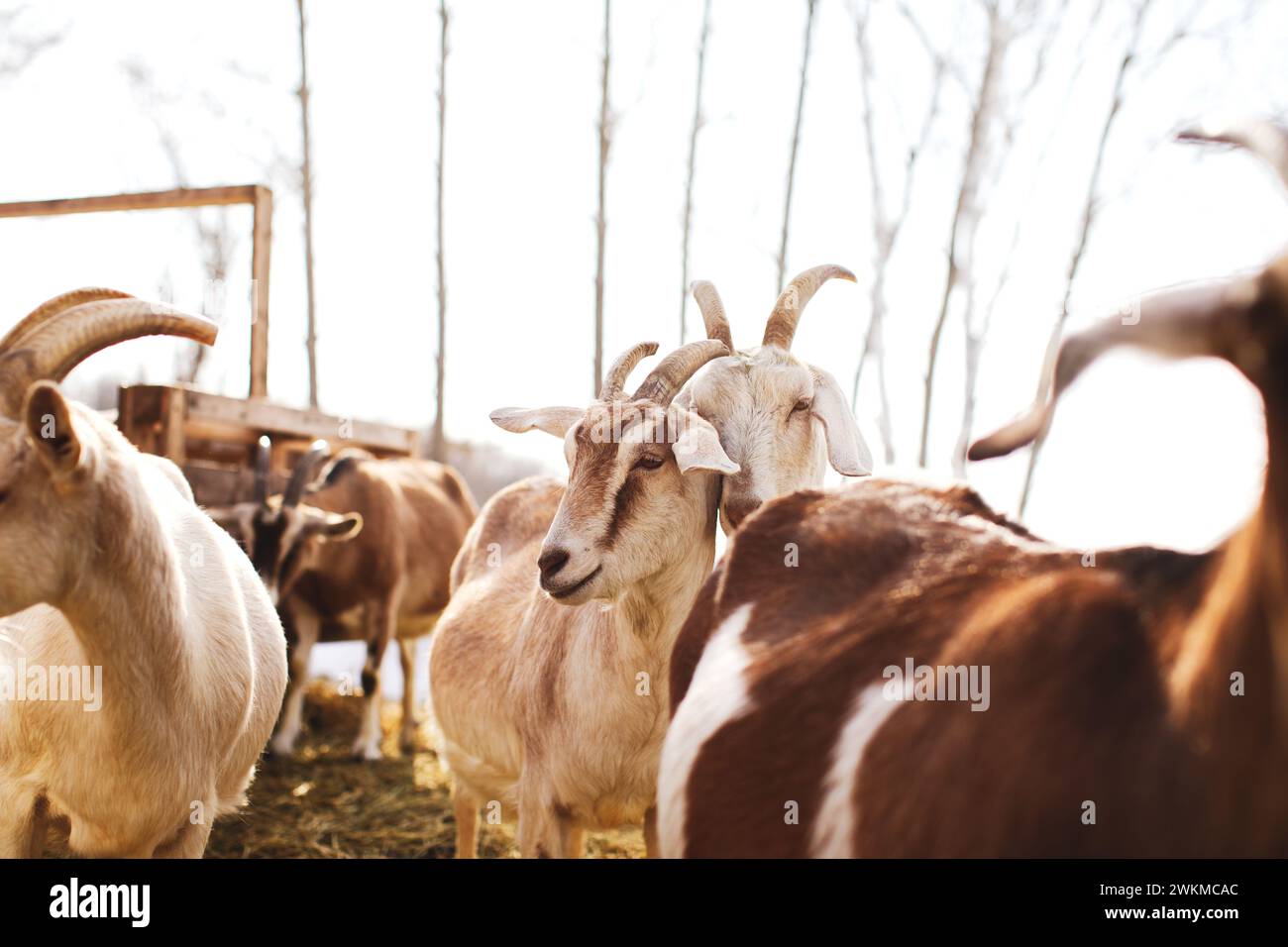 A group of goats standing together, gazing off to the side Stock Photo
