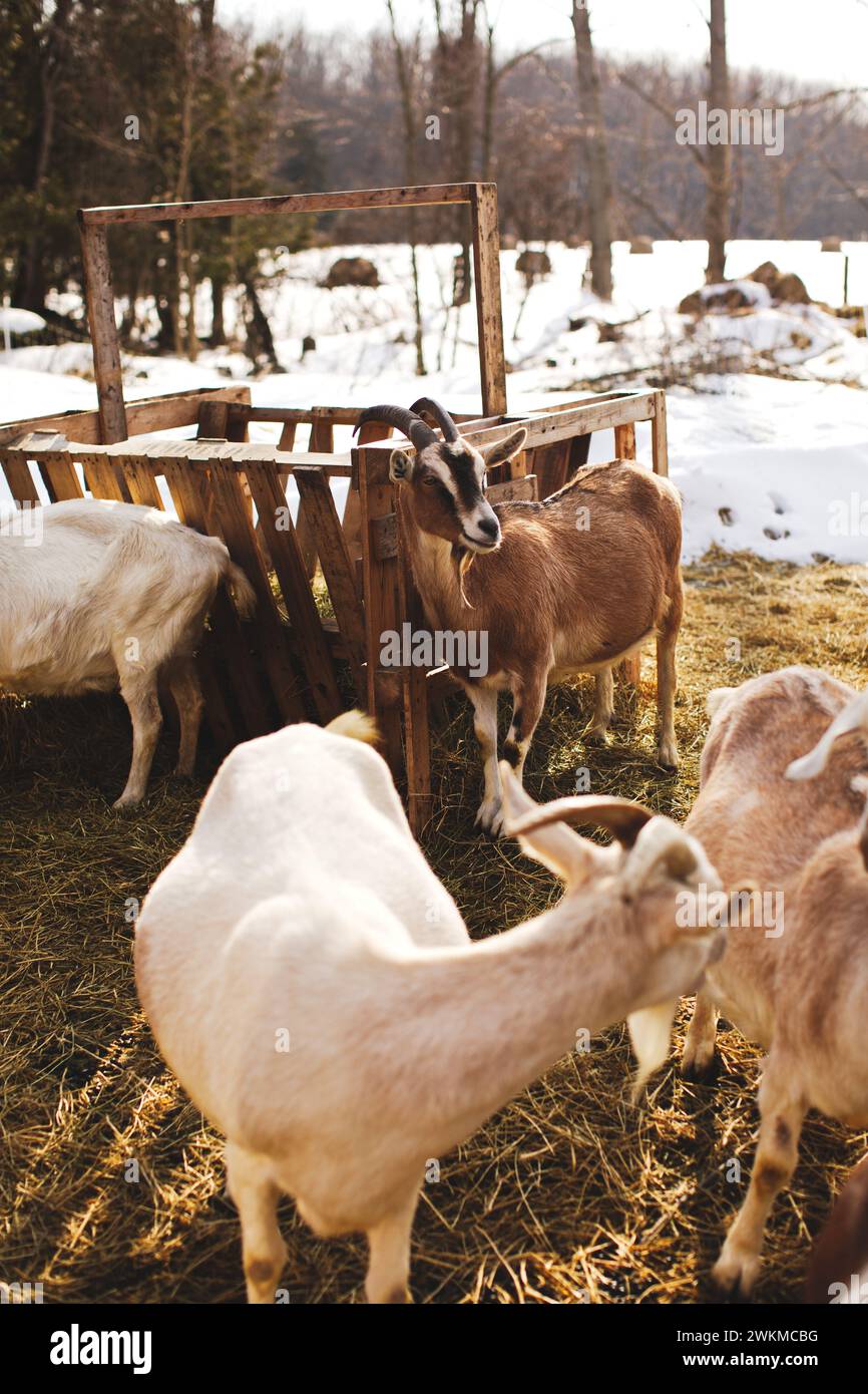 Goats feeding in snow-covered enclosure, Dairy goats on a small farm in Ontario, Canada. Stock Photo