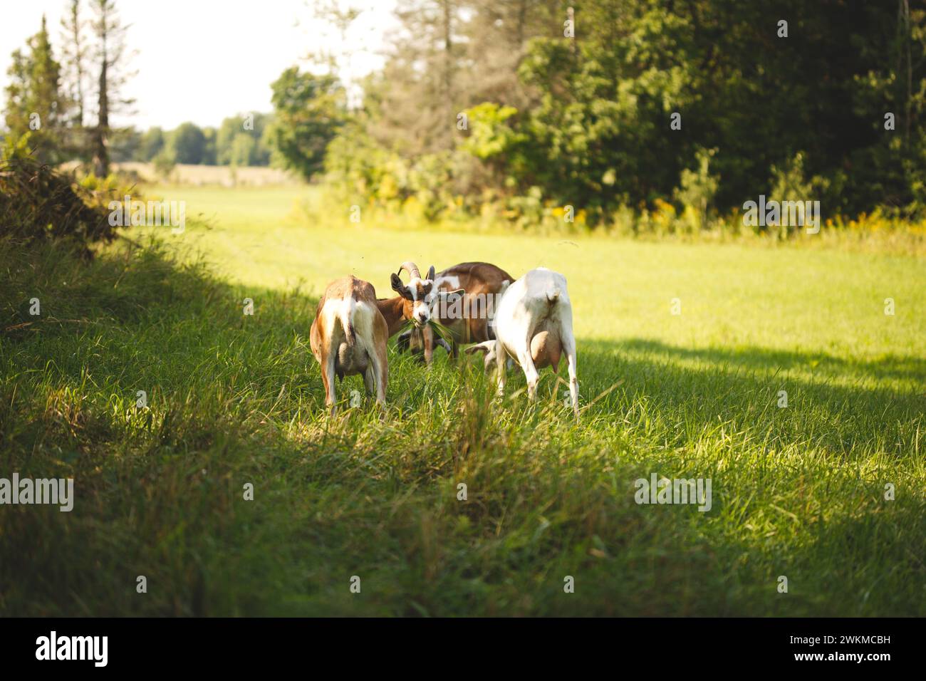 Herd of goats grazing in grassy farm field Stock Photo
