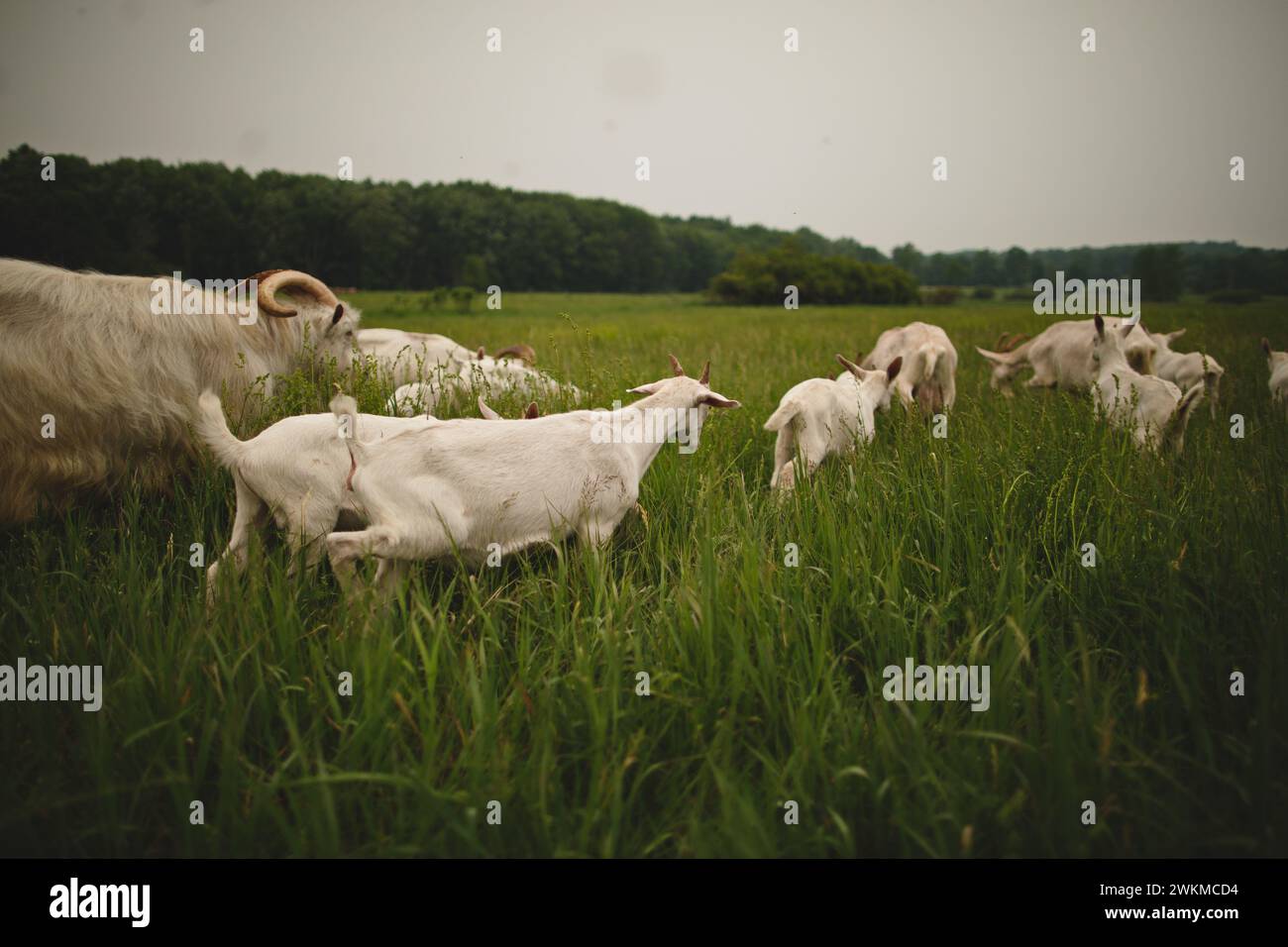 Goats grazing in lush pasture with trees in background Stock Photo