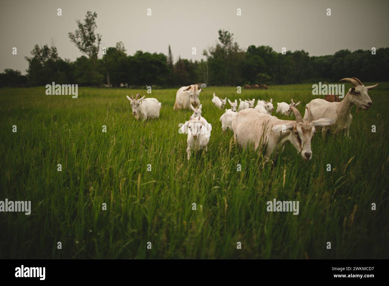 Numerous goats in lush field with tall green grass and trees Stock Photo